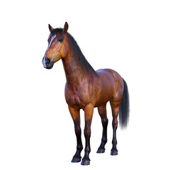 Obraz premium Brown Horse Standing Proudly On Transparent Background Detailed Realistic 3D Render Animal Photography