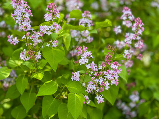 Vibrant lilac blossoms climb among bright green leaves in sunny garden scene. Delicate petals show pink and white shades creating fresh spring mood suitable for nature outdoor lifestyle visuals.