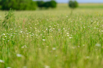 A Lush Green Meadow Filled with Various Wildflowers in the Beautiful Springtime Season