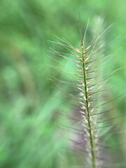 close up of a caterpillar