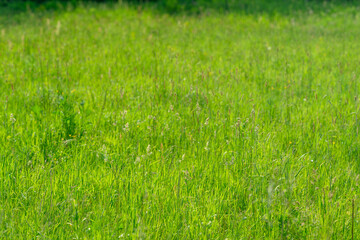 A beautiful and lush green meadow bathed in natural light, showcasing the diversity of nature