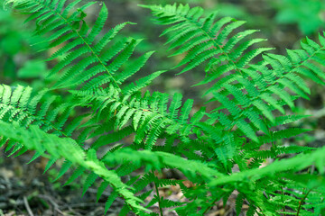 Lush Green Ferns Flourishing in Their Natural Habitat, Showcasing Natures Diversity and Beauty