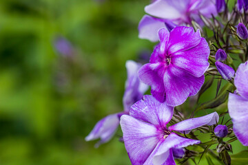 purple phlox flowers on a blurred background with highlights and bokeh. colorful flower macro photo. space for text. beautiful screensaver. close-up.