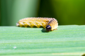 a caterpillar on a blurred background with highlights and bokeh. a colorful macro photo of an insect. space for text. a beautiful screensaver.