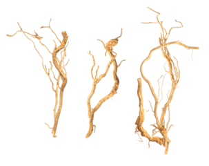 photograph of three complex bundles of dry, tangled tree roots or woody vines isolated on a transparent background, featuring intricate natural patterns and weathered texture.