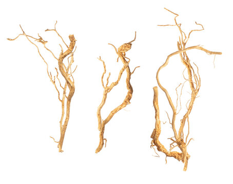 photograph of three complex bundles of dry, tangled tree roots or woody vines isolated on a transparent background, featuring intricate natural patterns and weathered texture.