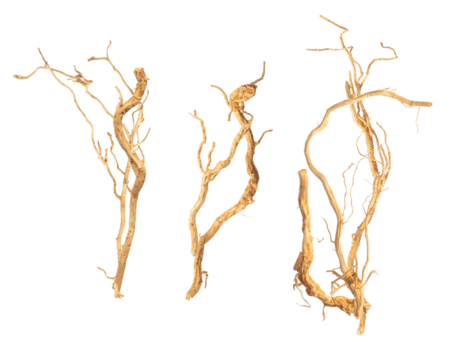 photograph of three complex bundles of dry, tangled tree roots or woody vines isolated on a transparent background, featuring intricate natural patterns and weathered texture.
