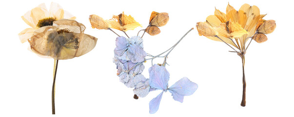 group of antique and ethereal pressed dried flowers featuring soft yellow and delicate pale blue hues on thin stems for vintage design.