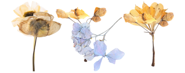 group of antique and ethereal pressed dried flowers featuring soft yellow and delicate pale blue hues on thin stems for vintage design.