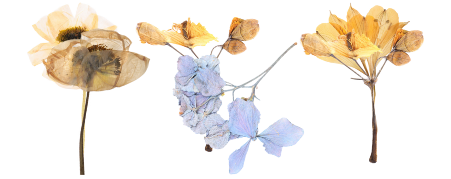 group of antique and ethereal pressed dried flowers featuring soft yellow and delicate pale blue hues on thin stems for vintage design. - Powered by Adobe