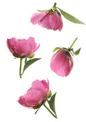 group of four isolated, vibrant pink peony buds captured from various angles, showcasing the smooth texture of the evolving petals and small leaves.