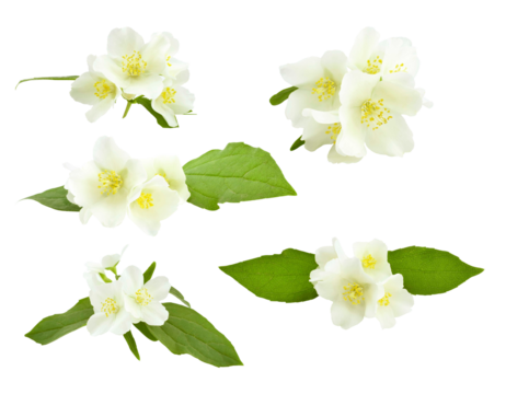 collection of small, intensely fragrant white jasmine flower clusters accompanied by fresh green leaves, perfect for creating seamless patterns. - Powered by Adobe