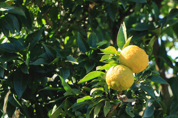 黄色に実った柚子