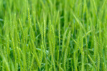 Obraz premium Lush and vibrant green grains flourishing in an expanse of fertile field, nurtured by nature