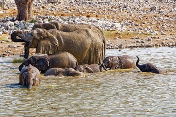 Elefanten in Okaukuejo