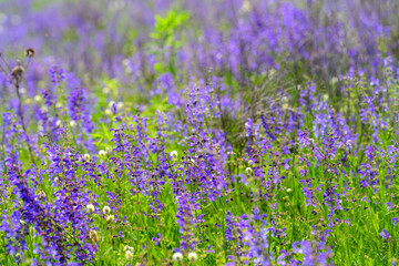 Naklejka premium Vibrant Purple Wildflowers in Full Bloom, Showcasing Natures Extraordinary Beauty and Diversity