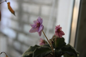 two flowers in a pot on the windowsill,