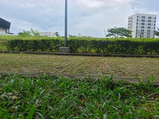 corn field in spring