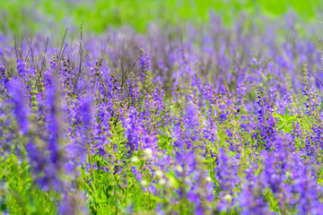 Fototapeta premium Gorgeous and Vibrant Purple Wildflowers in a Beautiful Full Bloom During the Spring Season