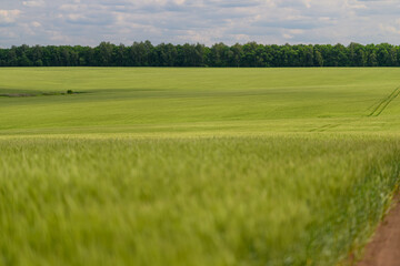 Expansive Green Fields Stretching Beneath a Clear Blue Sky, Eliciting Calm and Serenity