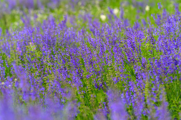 Experience the stunning beauty of a vibrant lavender field in full bloom during the season