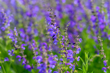 Obraz premium A Beautiful Landscape Featuring a Vibrant and Colorful Field of Blooming Purple Flowers