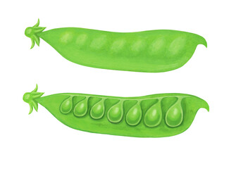サヤエンドウのイラスト