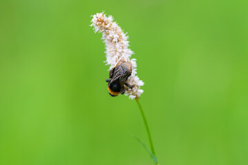 A Beautiful Bee Resting on a Colorful Flower Petal in a Lush Green Field at Springtime