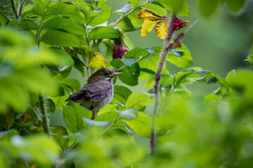 a gray warbler chick among the tree leaves. colorful wildlife photo. close-up.