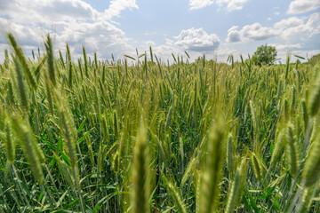 A Beautiful Lush Green Wheat Field Stretching Under a Vast Blue Sky Filled with Fluffy Clouds