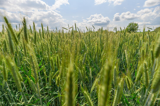 A Beautiful Lush Green Wheat Field Stretching Under a Vast Blue Sky Filled with Fluffy Clouds - Powered by Adobe