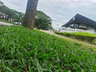 rice field in thailand