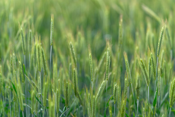 Obraz premium A Beautiful and Lush Green Field Covered in Grass with Excitingly Sprouting Crops All Around