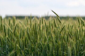 Obraz premium A Stunning Vibrant Green Wheat Field Extends Beautifully Under a Set of Clear Blue Skies