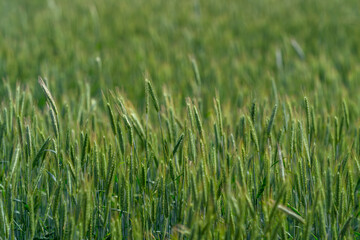 Obraz premium A Beautiful and Lush Green Wheat Field Bathed in the Early Morning Light of Dawn