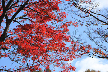 真っ赤な紅葉のグラデーション