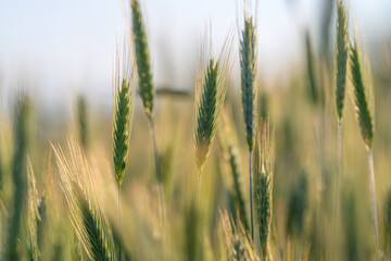 A Beautiful and Lush Green Wheat Field Bathed in Soft, Gentle Light During Daytime