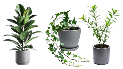 Dreier-Set aus Ficus, Efeu und Zimmerpflanze auf transparentem Hintergrund
