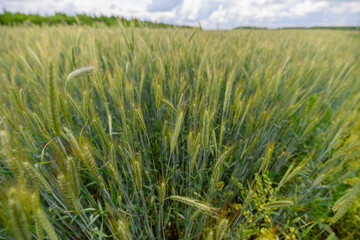 Obraz premium A Truly Stunning Golden Wheat Field Spreading Out Beneath a Bright Blue Sky Above