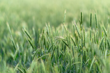 Obraz premium A Vibrant and Lush Green Field of Grass, Beautifully Adorned with Gentle Morning Dewdrops