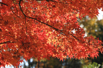 真っ赤な紅葉のグラデーション