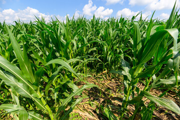A Lush Cornfield Spread Out Beneath a Vast and Bright Sky Full of Sunlight and Life