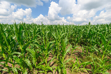Obraz premium A Vibrant Corn Field Surrounded by Nature Under a Clear Blue Sky Filled with Fluffy Clouds