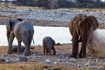Elefanten in Okaukuejo
