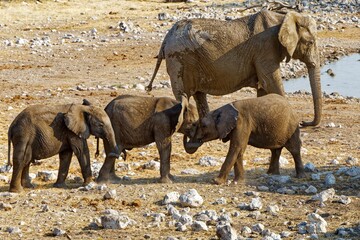 Elefanten in Okaukuejo