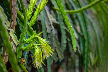 Dragon fruit, hylocereus, Dragon fruit from Ba Ria Vung Tau, Hochiminh city, Vietnam