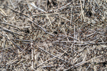 Ants can be seen scattering energetically across dry soil and dry grass in their habitat