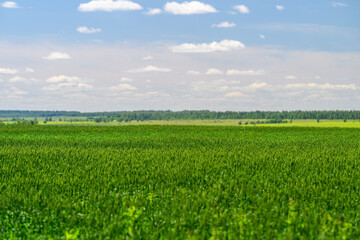Obraz premium The Vibrant Green Fields Stretch Beneath a Beautiful Blue Sky Filled with Soft Clouds