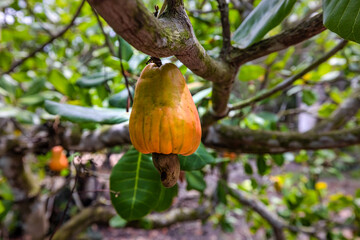 Cashew apple Seeds, a source of protein and healthy fats, ripe fruit in bunches hanging on a tree with green leaves. Ba Ria, Vung Tau, Ho Chi Minh city, Vietnam