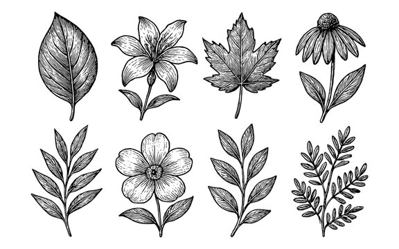 Hand drawn botanical elements black and white collection for nature inspired designs